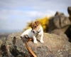 Jack Russell
