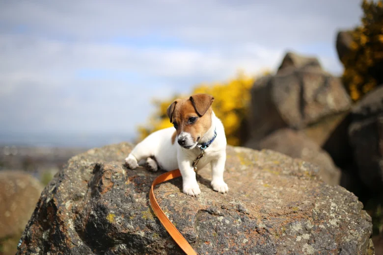 Jack Russell