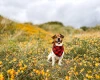 Jack Russell