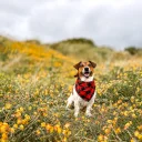 Jack Russell