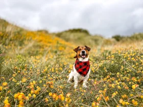 Jack Russell