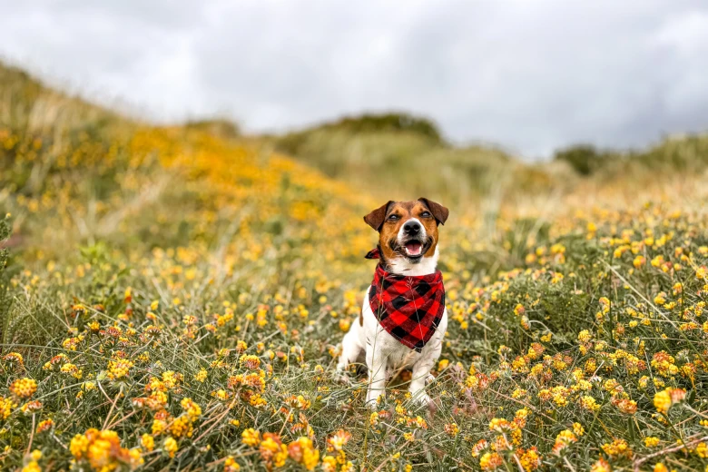 Jack Russell