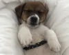 Jack Russell