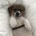 Jack Russell