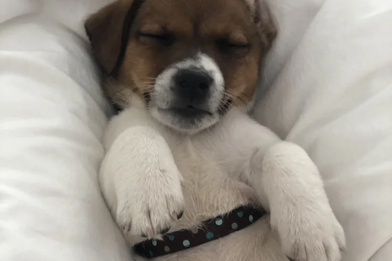 Jack Russell