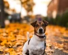Jack Russell