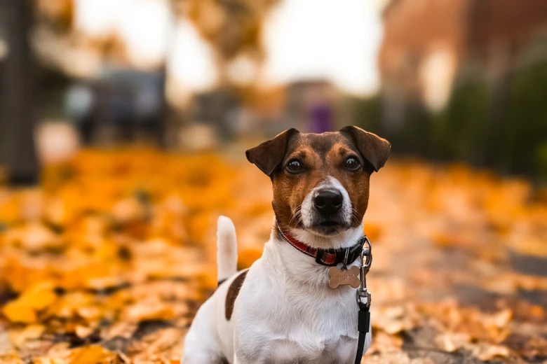 Jack Russell
