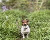 Jack Russell
