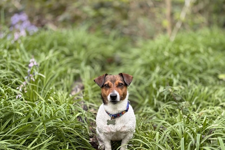 Jack Russell