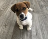 Jack Russell