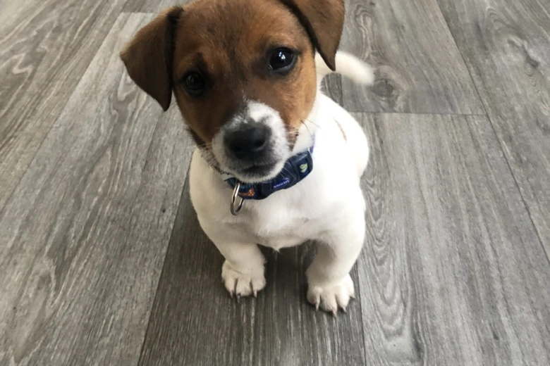 Jack Russell