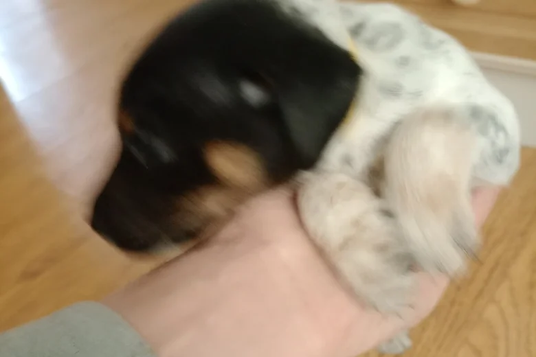 Mixed Breed