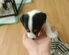 Mixed Breed