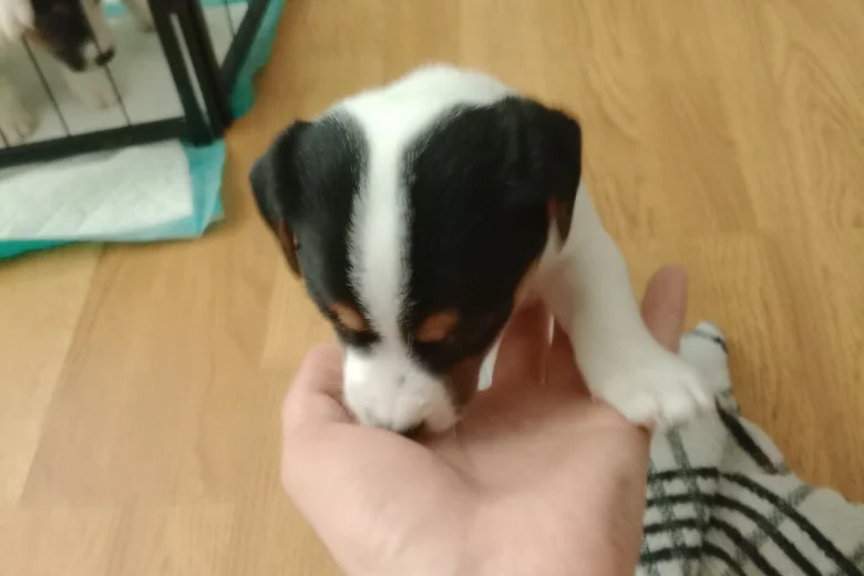 Mixed Breed