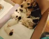 Mixed Breed