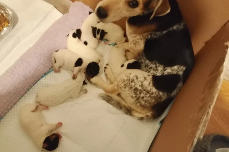 Mixed Breed