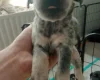 Mixed Breed
