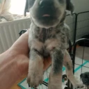 Mixed Breed