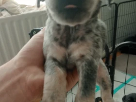 Mixed Breed