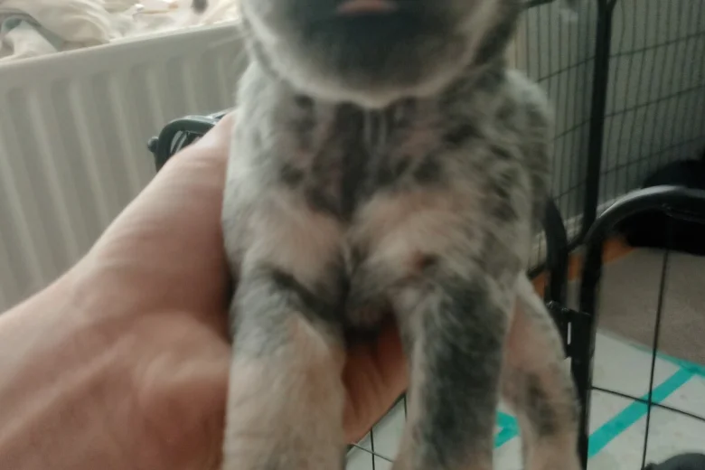 Mixed Breed