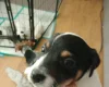 Mixed Breed