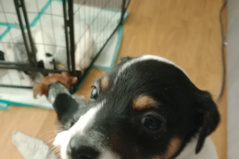 Mixed Breed