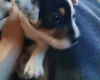 Mixed Breed