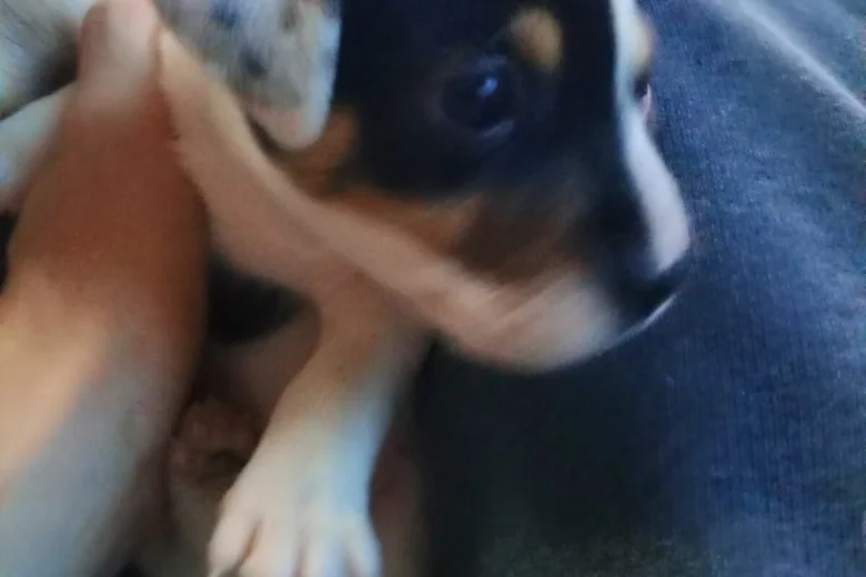 Mixed Breed