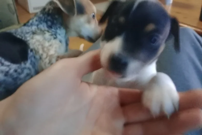 Mixed Breed