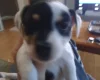Mixed Breed