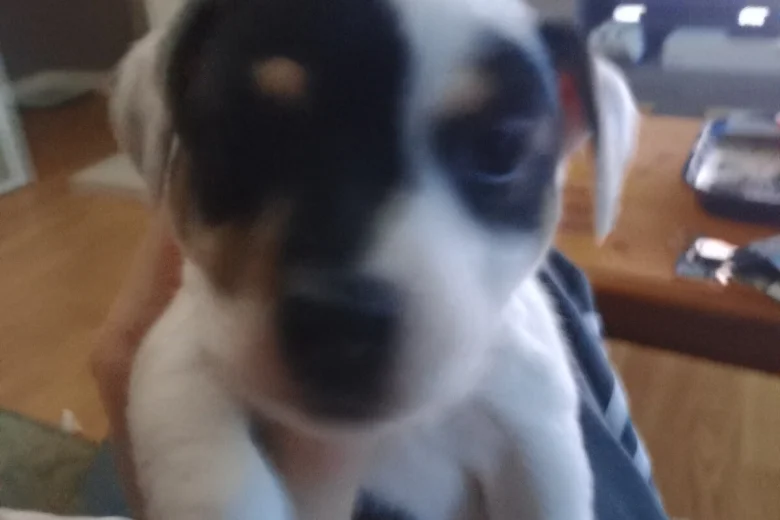 Mixed Breed