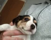 Mixed Breed