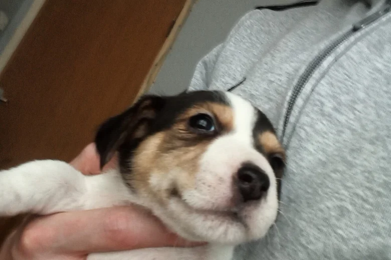 Mixed Breed