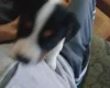 Mixed Breed