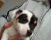 Mixed Breed