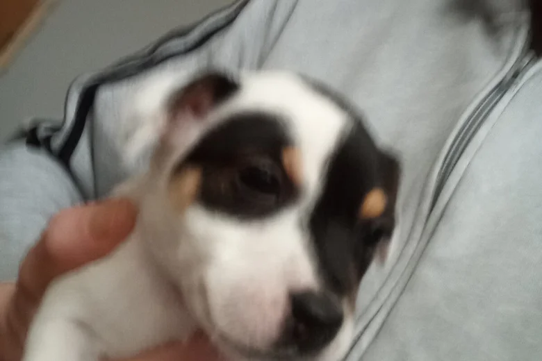 Mixed Breed