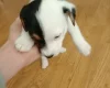 Mixed Breed