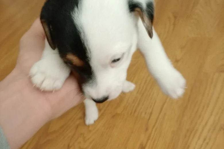Mixed Breed