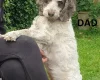 Jackapoo