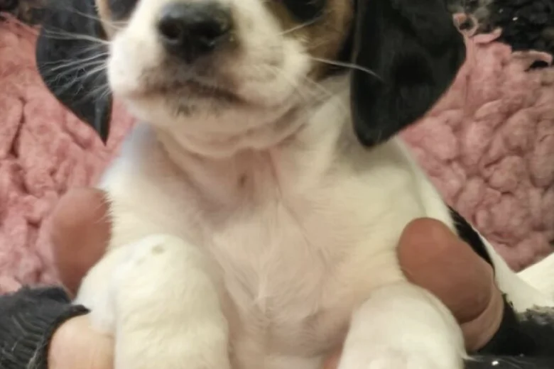 Jackapoo