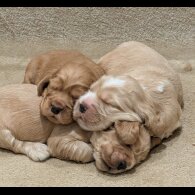 Cocker Spaniel (Show)