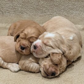 Cocker Spaniel (Show)