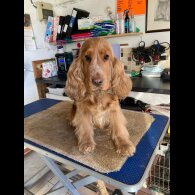 Cocker Spaniel (Show)