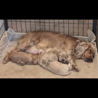Cocker Spaniel (Show)