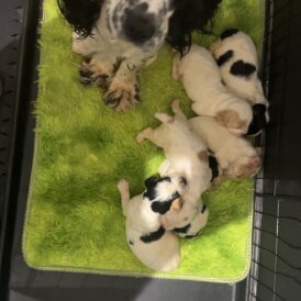 Cocker Spaniel (Working)