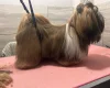 Lhasa Apso