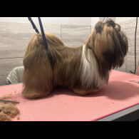 Lhasa Apso