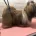Lhasa Apso