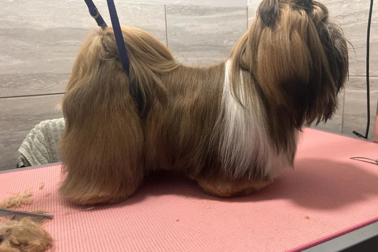 Lhasa Apso