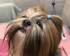Lhasa Apso